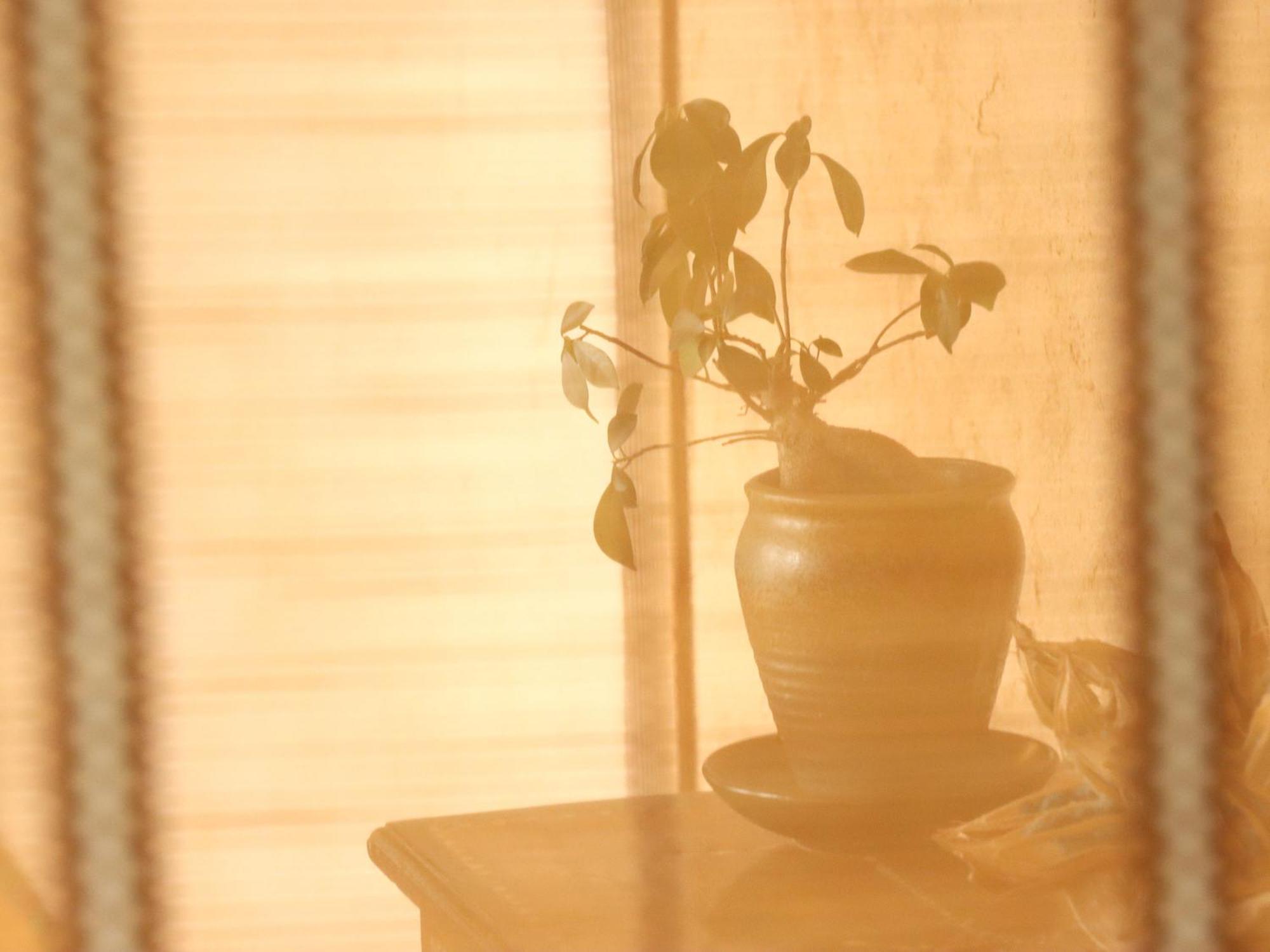 Guesthouse Asibina Ishigaki  Ngoại thất bức ảnh
